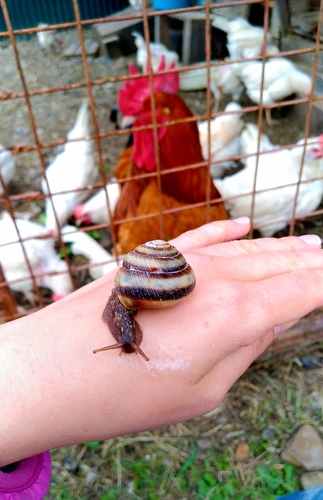 Karaftohelix maackii