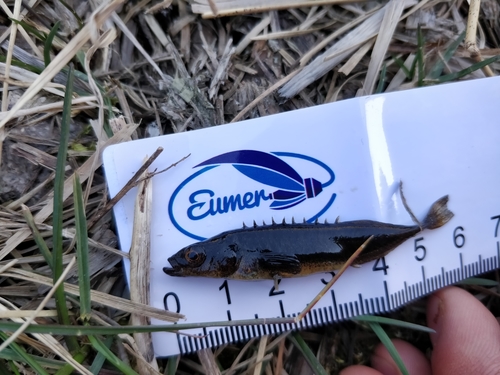 Ninespine Stickleback