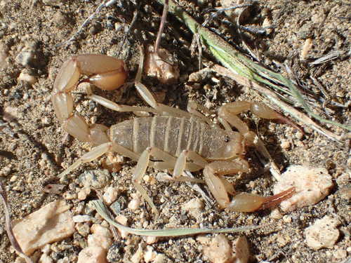 Yellow Devil Scorpion