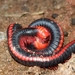 Red Spined Millipede - Photo (c) R K, all rights reserved, uploaded by R K