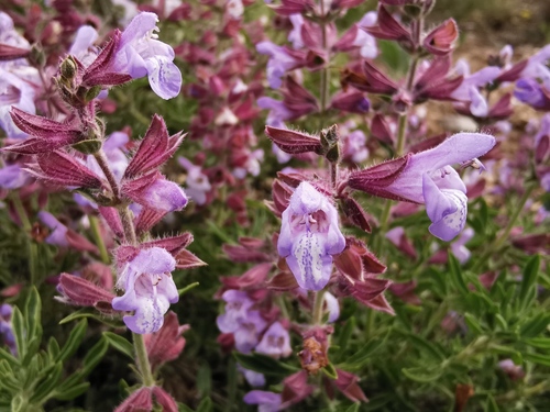 Anatolian Lulling Sage (Salvia wiedemannii)