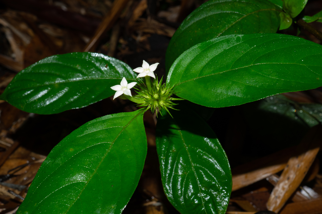 Mussaenda pubescens (Mussaenda pubescens)