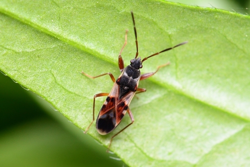 Paradieuches dissimilis (Distant, 1883)
