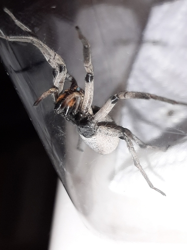 Hogna coloradensis