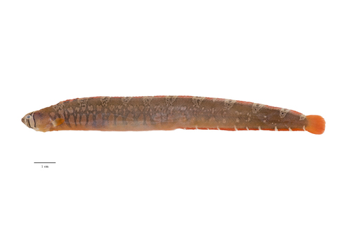 Banded Gunnel
