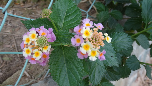 Lantana montevidensis image
