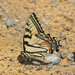 Appalachian Tiger Swallowtail - Photo (c) Mary Jane Krotzer, all rights reserved, uploaded by Mary Jane Krotzer