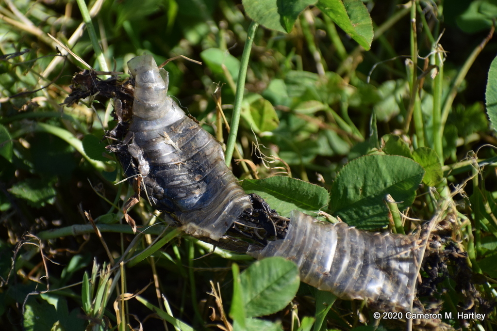 Snakes from Dover, Kent County, DE, USA on June 01, 2020 at 0612 PM by