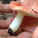Emetic Russula - Photo (c) naturalisttrent, all rights reserved, uploaded by naturalisttrent