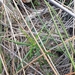 Bertya pinifolia - Photo (c) Luis Webber, todos los derechos reservados, subido por Luis Webber