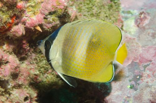 Blacklip Butterflyfish