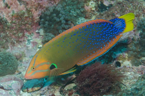 Yellowtail Coris