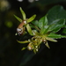 Burmeistera asclepiadea - Photo 由 biologistico 所上傳的 (c) biologistico，保留所有權利