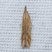 Dichomeris acuminatus - Photo (c) Joseph Connors, όλα τα δικαιώματα διατηρούνται, uploaded by Joseph Connors