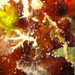 Observation photo