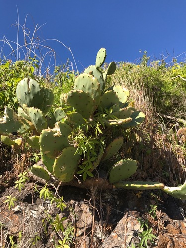 shell mound pricklypear