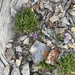 Primula domensis - Photo (c) David Burchfield, all rights reserved, uploaded by David Burchfield
