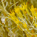Rubber Rabbitbrush - Photo (c) Patrick Alexander, some rights reserved ()