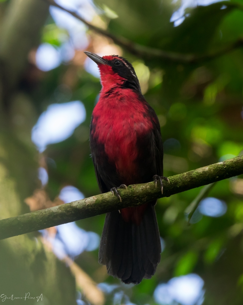 Rosy Thrush-Tanager (Rhodinocichla rosea)