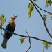 Narcondam Hornbill - Photo (c) anonymous, some rights reserved (GFDL)