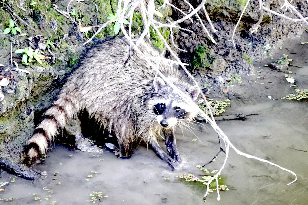 Common Raccoon from Contra Costa County, CA, USA on June 4, 2020 at 08: ...