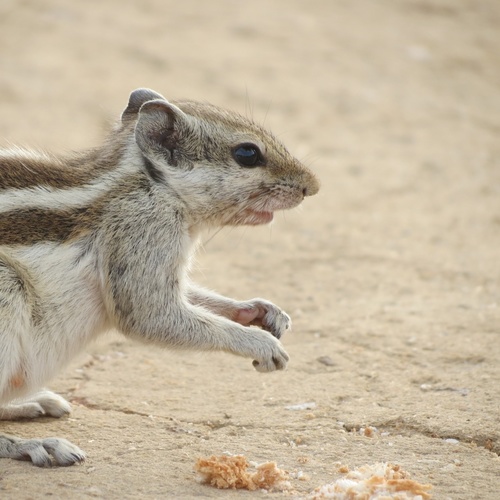 Five-striped Palm Squirrel