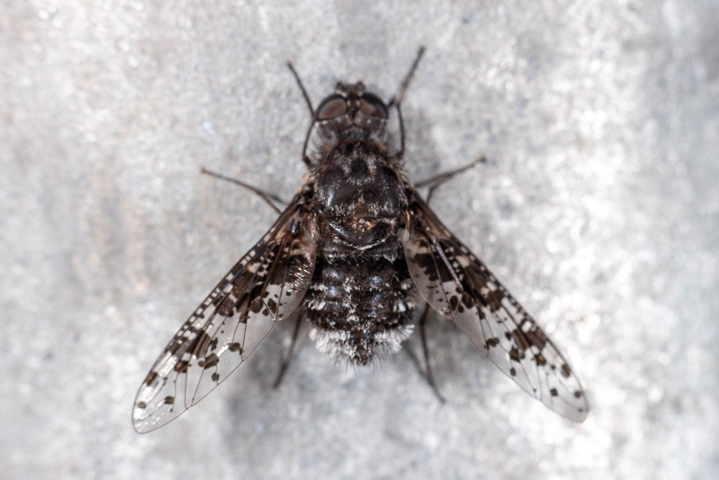 Charcoal Bee Flies from 1000 New Carmen Ave, Brownsville, TX 78521, USA