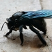 Xylocopa nautlana - Photo (c) David Perez, kaikki oikeudet pidätetään, lähettänyt David Perez