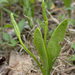 Northern Adder's-Tongue - Photo (c) Steven Daniel, all rights reserved, uploaded by Steven Daniel