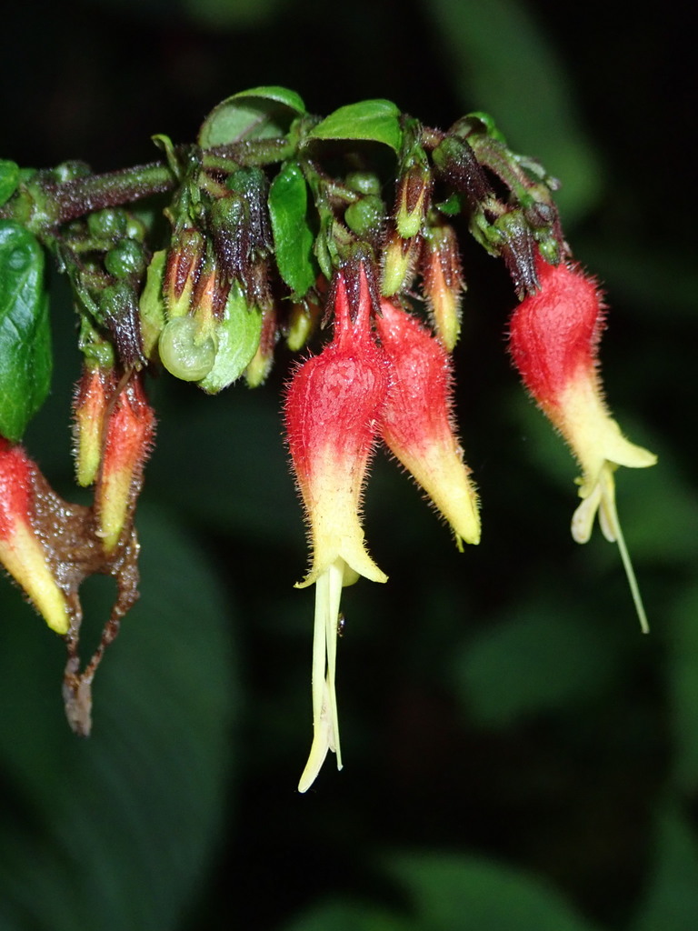 Stenostephanus from Metropolitan District of Quito, Ecuador on June 04