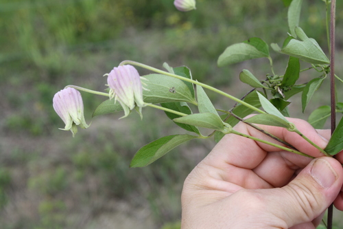Weak Stem Leather Flower (Clematis flaccida)