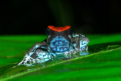 Ruby Poison Frog photo 3