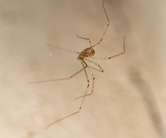 Image of Pholcus phalangioides