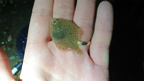 Turbot
