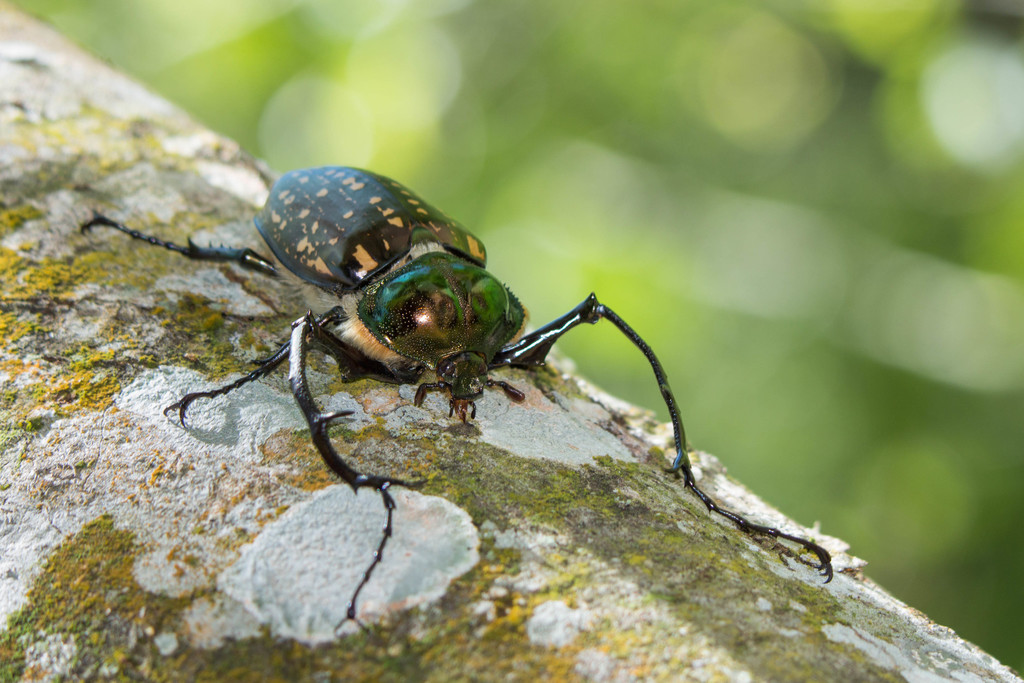 Formosan Long-armed Scarab (Cheirotonus formosanus
