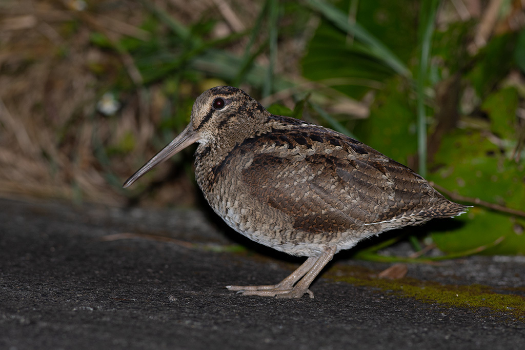 Amami Woodcock photo