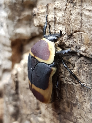 sun beetle
