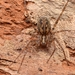 Wood House Spider - Photo (c) Tone Killick, all rights reserved, uploaded by Tone Killick