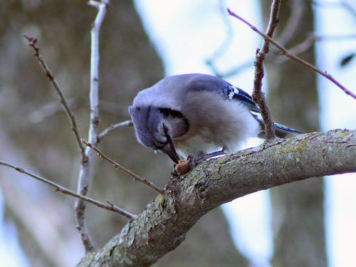Blue Jay photographed in Arkansas