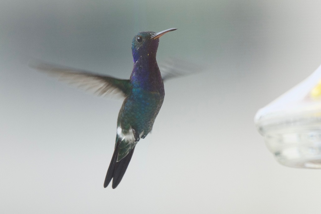 Sapphire-throated Hummingbird photo