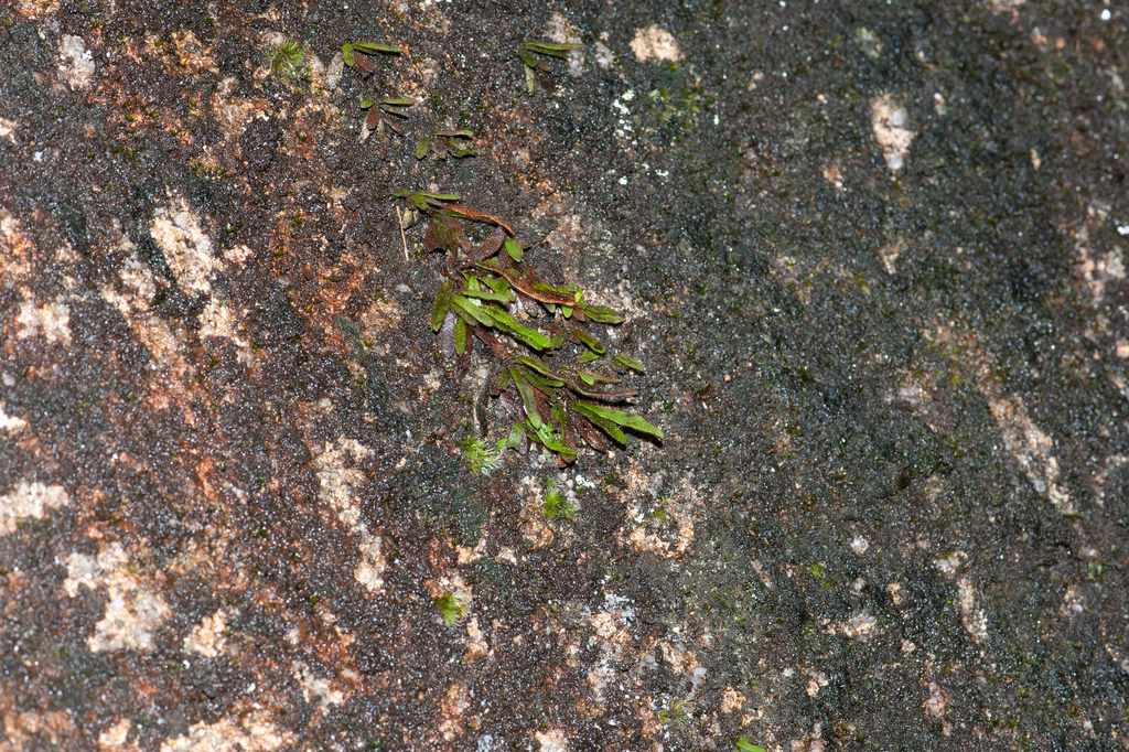 Oreogrammitis dorsipila (Oreogrammitis dorsipila)