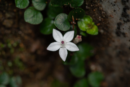 Spiradiclis guangdongensis