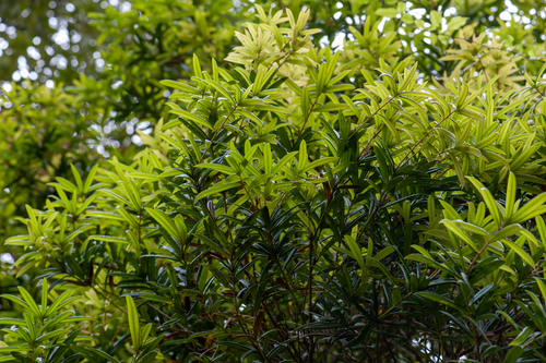 Lithocarpus ithyphyllus