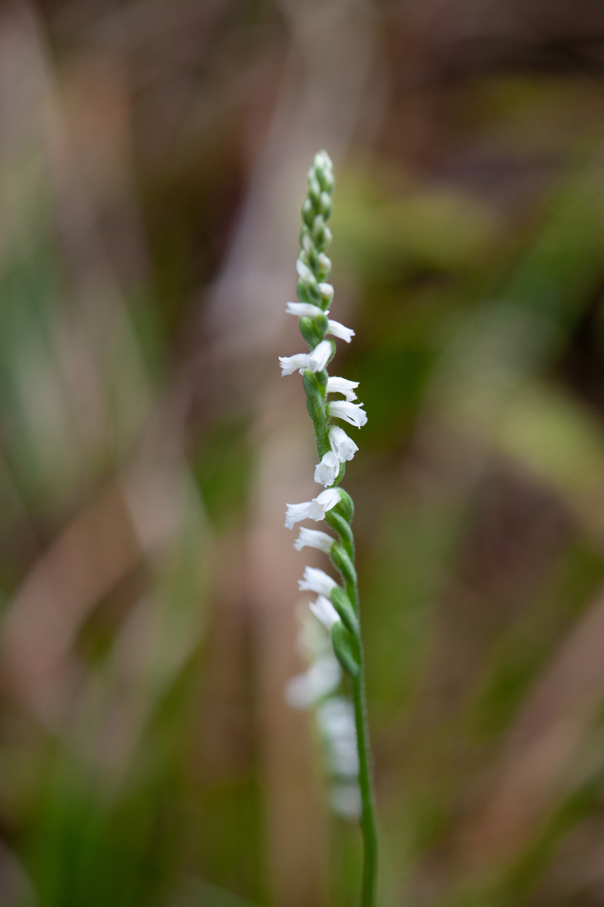 Spiranthes flexuosa (Spiranthes flexuosa)