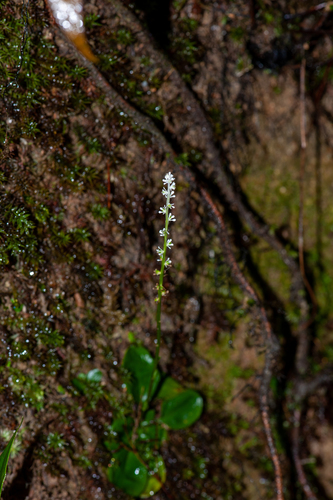 Chionographis chinensis