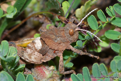 Ocnerodes