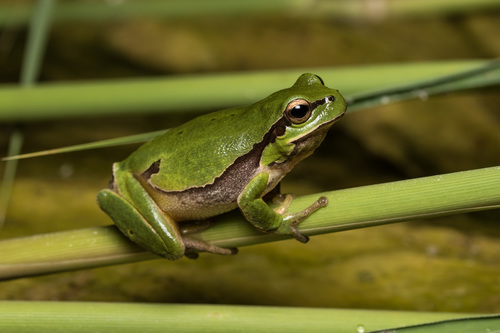 Eastern Tree Frog