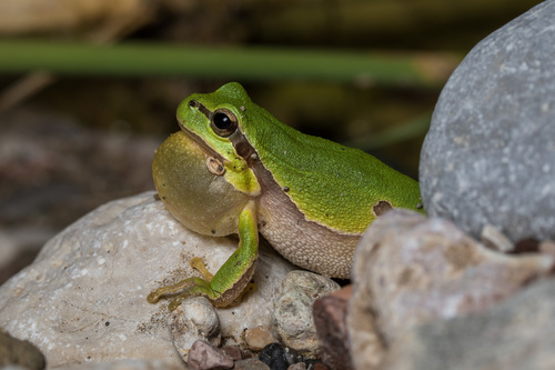 Eastern Tree Frog