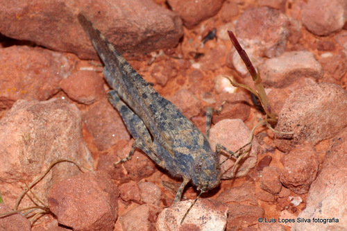 Desert Sand Grasshopper