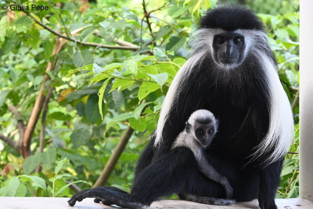 Colobo‑de‑angola (Colobus angolensis) · BioDiversity4All